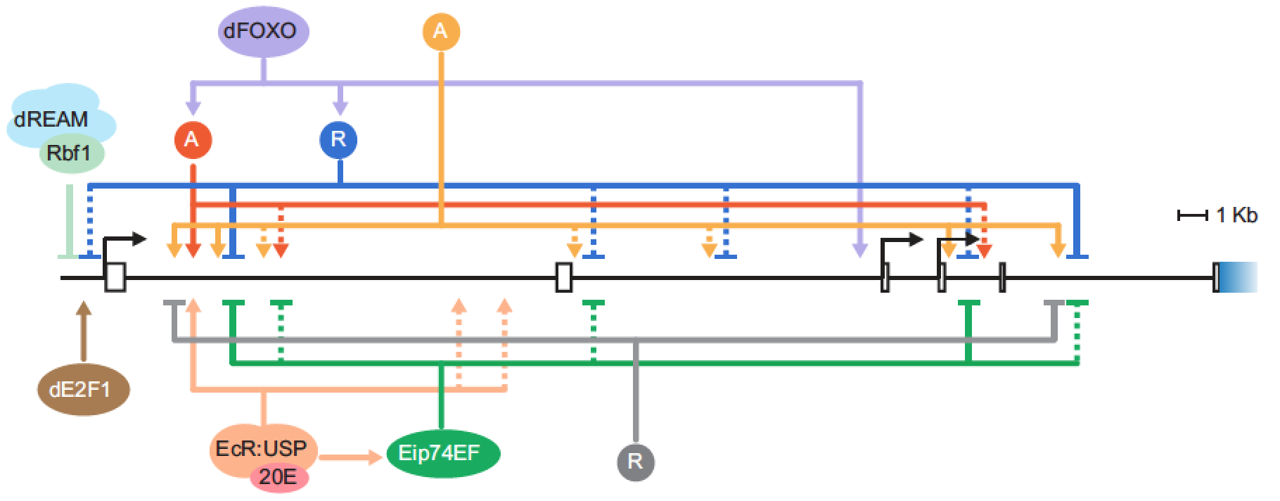 Figure 2 from Genetics publication, Wei et al., 2016