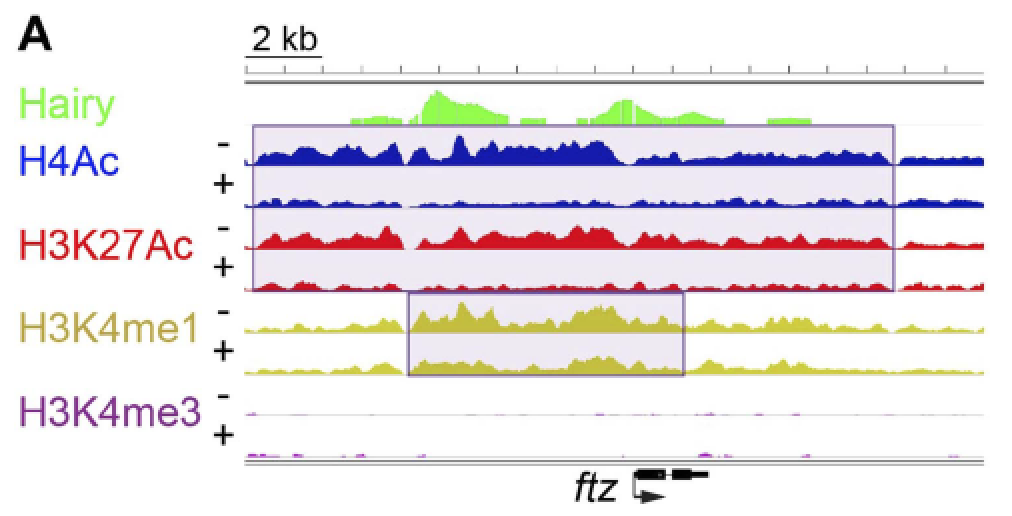 Figure 3 from eLife publication, Kok et al., 2015