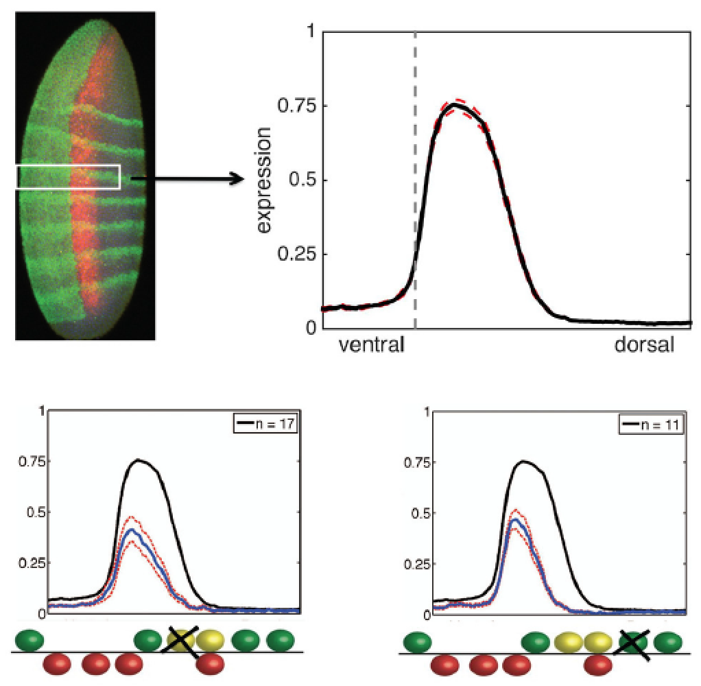 Figure 4 from eLife publication, Sayal et al., 2016